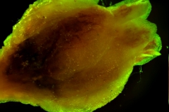 Cuscuta exaltata Engelm. - flower