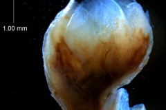 Cuscuta exaltata Engelm. - calyx, 3D