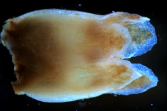 Cuscuta exaltata Engelm. - corolla, 3D