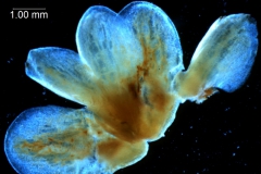 Cuscuta exaltata Engelm. - calyx, dissected