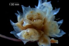 Cuscuta epithymum var. (subsp) epithymum: inflorescence