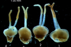 Cuscuta epithymum var. (subsp) epithymum: gynoecia