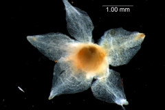 Cuscuta epithymum var. (subsp) epithymum: calyx dissected