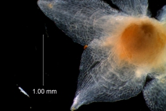 Cuscuta epithymum var. (subsp) epithymum: calyx lobes