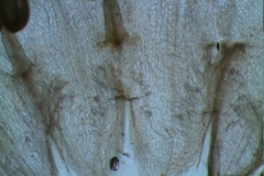 Cuscuta epithymum var. (subsp) epithymum: infrastaminal scales