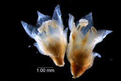 Cuscuta epithymum var. (subsp) epithymum: flowers