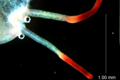 Cuscuta epithymum var. (subsp) epithymum: styles and stigma (stained with neutral red)