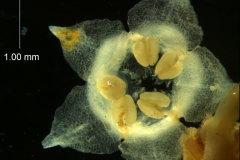 Cuscuta epithymum var. (subsp) epithymum: corolla & scales 3D view from above