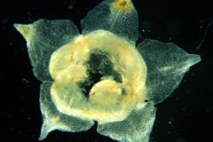 Cuscuta epithymum var. (subsp) epithymum: corolla & scales 3D view from underneath