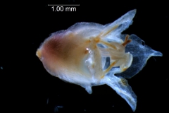 Cuscuta epithymum var. (subsp) epithymum: flower