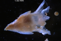 Cuscuta epithymum var. (subsp) epithymum: flower