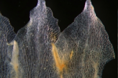 Cuscuta epithymum var. (subsp) epithymum: corolla lobes