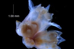 Cuscuta epithymum var. (subsp) epithymum: inflorescence fragment