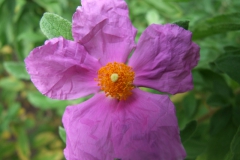 Cistus sp. at RBG