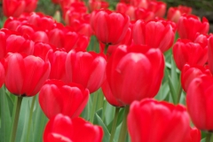 so many tulip cultivars at RBG!