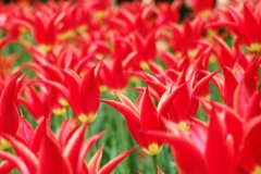 so many tulip cultivars at RBG!