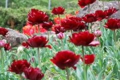 so many tulip cultivars at RBG!