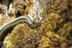 curious garter snake