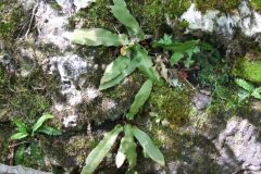 Rare! Asplenium scolopendrium var. americanum (Hart's tongue fern)