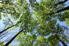 mostly sugar maple