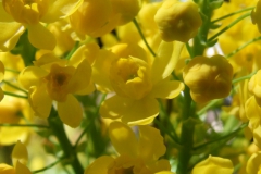 detail Mahonia aquifolium
