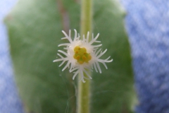 Mitella diphylla (Two-leaved bishop's cap)