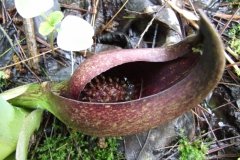 Symplocarpus foetidus (skunk cabbage) inflorescence