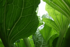 in the â€œforestâ€ of skunk cabbage leaves