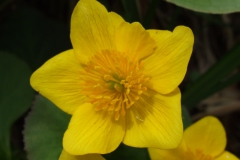Caltha palustris (Marsh marigold)