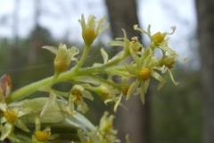 Rare! Sassafras albidum flowers
