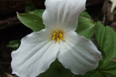Trillium grandiflorum - White trillium