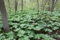 Podophyllum peltatum (May apple)  communities
