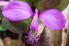 Polygala paucifolia (Fringed polygala)