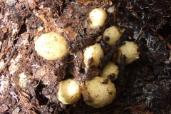 Hiding under the leaves (Conopholis americana - American cancer-root)