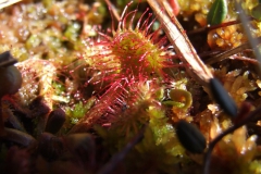 does this carnivorous plant look ferocious? (Drosera rotundifolia)