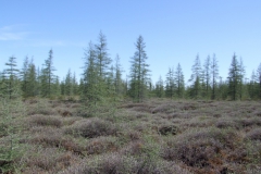 Bogs at Luther Marsh