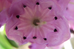 Kalmia polifolia (Bog laurel)
