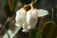 Chamaedaphne calyculata (Letherleaf)