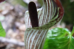 Arisaema triphyllum (Jack-in-the-pulpit)
