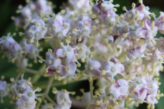 Sambucus racemosa var. pubens detail