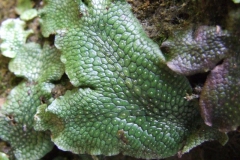 Reptile skin? Nope, liverwort!