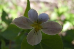 Viola canadensis (Canada violet