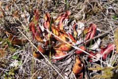 Another carnivorous: Sarracenia purpurea (Pitcher-plant)