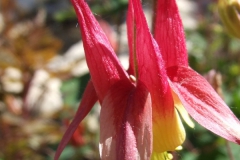 Aquilegia canadensis (Wild columbine)