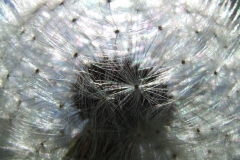 Denderlion infrutescence