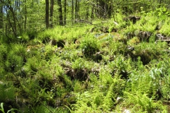 Cystopteris fragilis communities