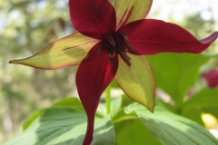 Trillium erectum - Red trillium