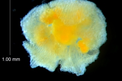 immature flower after the removal of calyx