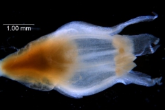 Cuscuta brachycalyx, flower --fully developed