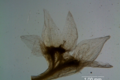Cuscuta brachycalyx - calyx, dissected
